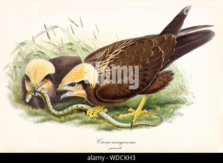 Due uccelli di preda sono di mangiare un po' di green snake nel profondo di erba. Vecchio colorata e dettagliata illustrazione del Western Marsh Harrier (Circus aeruginosus). Da John Gould publ. In London 1862 - 1873 Foto Stock