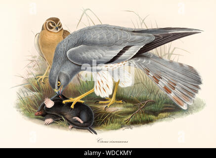 Gli uccelli rapaci attaccando e mangiando una mole in erba. Vecchio colorata e dettagliata illustrazione del Western nastrare Snake Eagle (Circaetus cinerascens). Da John Gould publ. In London 1862 - 1873 Foto Stock