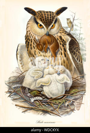 Gufo reale nel suo nido di fooding i suoi figli con un po' di coniglio marrone. Vecchio colorata e dettagliata illustrazione di Eagle-Owl eurasiatica (Bubo bubo). Da John Gould publ. In London 1862 - 1873 Foto Stock