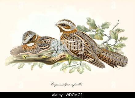 Coppia di uccelli con varie tonalità di marrone in loro la graduazione in piedi su un ramo. Vecchia illustrazione di Rosso Colli (Nightjar Caprimulgus ruficollis). Da John Gould publ. In London 1862 - 1873 Foto Stock