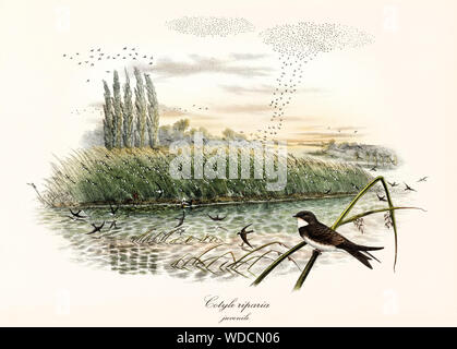 Stormi di uccelli in volo e la pesca su un laghetto. Un esemplare è posto su una lama di erba in primo piano. Vecchia illustrazione di sabbia Martin (Riparia Riparia) capretti. Da John Gould, Londra 1862 - 1873 Foto Stock