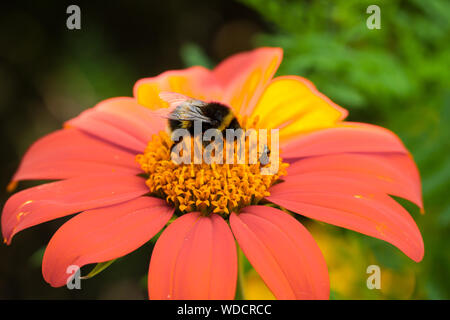 Bumblebee, Bombus terrestris/lucorum su Tithonia rotundifolia, girasole messicane a fine estate, Regno Unito Foto Stock