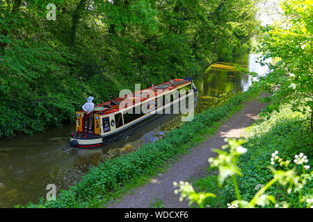 Una stretta barca o chiatta sul ramo a Macclesfield del Trent e Mersey Canal, studioso verde, Cheshire, Inghilterra, Regno Unito Foto Stock