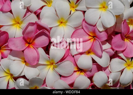 Bella raccolta di esotici Frangipani Plumeria fiore in Indonesia bianco rosso e giallo Foto Stock