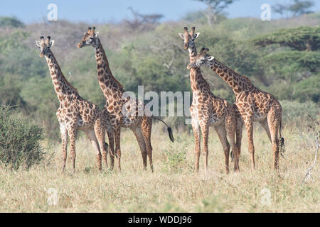 Un gruppo di quattro giraffe Masai (Giraffa camelopardalis) Foto Stock