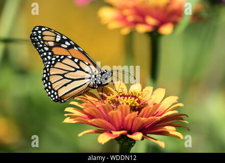 Primo piano di una farfalla monarca ( Danaus plexippus) sorseggiando il nettare da un fiore Zinnia durante la migrazione,Quebec,Canada Foto Stock
