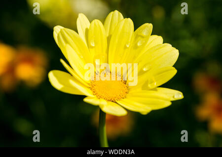 Giallo Marguerite daisy, Argyranthemum frutescens in tarda estate. Regno Unito Foto Stock