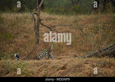 All'interno del Jhalana Leopard santuario, situato all'interno della città di Jaipur. Foto Stock