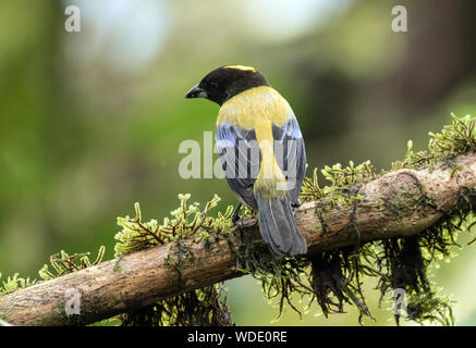 Primo piano di uccello variopinto,Nero-chinned Mountain-Tanager (Anisognathus notabilis) appollaiate sul ramo di muschio in North Western Ecuador Foto Stock