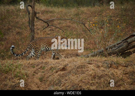 All'interno del Jhalana Leopard santuario, situato all'interno della città di Jaipur. Foto Stock