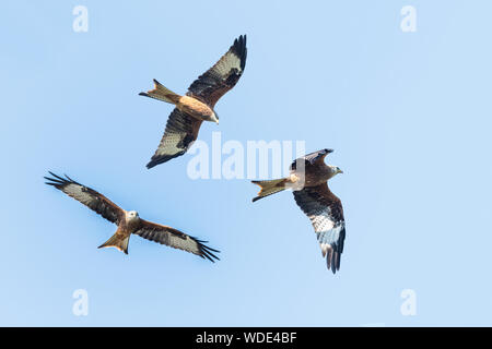 Red kites, Milvus milvus, in Galles, immagine composita comprendente tre colpi. Foto Stock