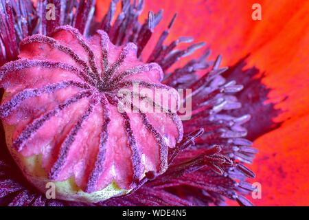 Una chiusura di un rosso papavero turco fiore. Foto Stock