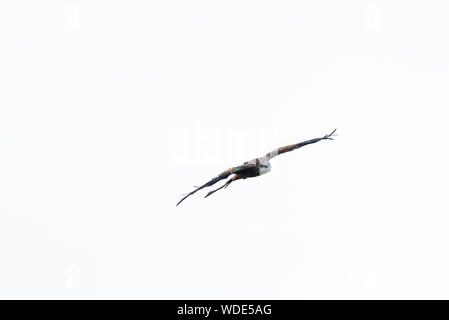 Aquilone rosso, Milvus milvus, in Galles, vince aperta sulla testa, cielo bianco. Foto Stock