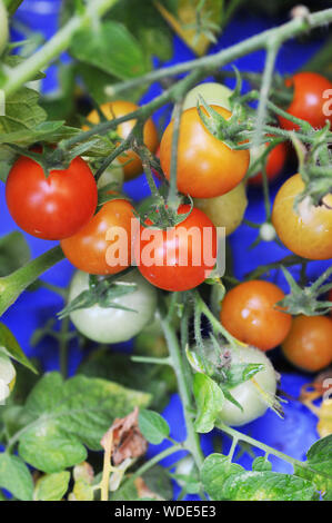 Crescendo i pomodori ciliegia su un unico ramo Foto Stock