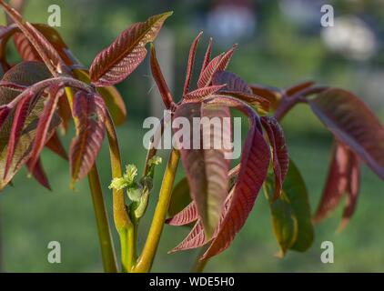 Fiore femmina noce, radica rossa Foto Stock