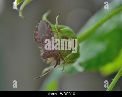 Brown marmorated stink bug mangiare verde lampone, Halyomorpha halys Foto Stock