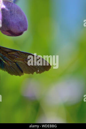 Primo piano di ala viola carpentiere ape, Xylocopa viola viola viola viola viola viola viola viola Foto Stock