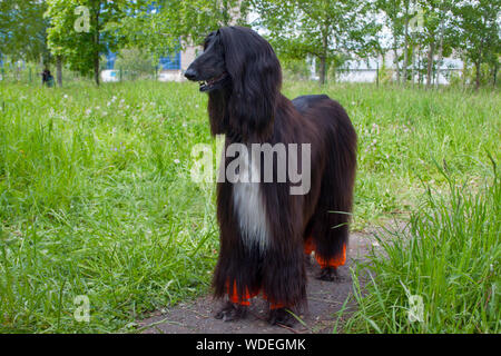 Carino Levrieri Afghani è in piedi su un marciapiede, tra l'erba verde. Levriero orientale o Levriero Persiano. Gli animali da compagnia. Cane di razza. Foto Stock