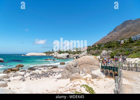 Visualizzare le piattaforme e boardwalk overlookin una colonia di pinguini africani (Spheniscus demersus) a Boulders Beach, Città di Simon, Cape Town, Western Cape, S Foto Stock