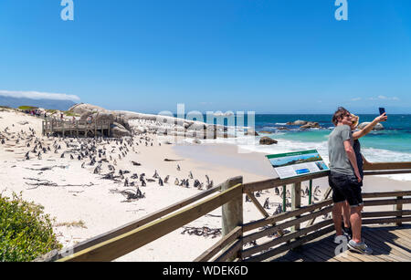 Coppia giovane tenendo selife ad una colonia di pinguini africani (Spheniscus demersus), Boulders Beach, Città di Simon, Cape Town, Western Cape, Sud Africa Foto Stock