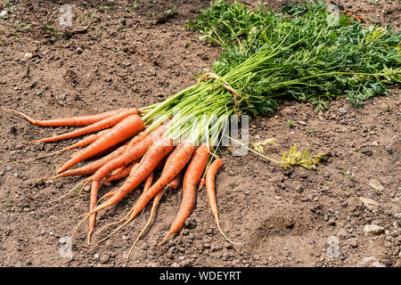 Vista superiore della unwashed e appena prelevate le carote arancione su un terreno. Foto Stock