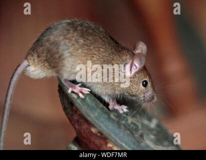 Casa Mouse (mus musculus) maschio Foto Stock