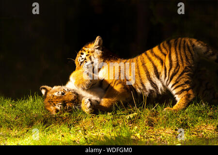 Due Amur/Siberiano cuccioli di tigre (Panthera Tigris Altaica) insieme sull'erba Foto Stock