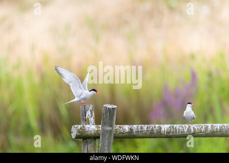 Sterne comuni, Sterna hirundo, all ecologia Greenwich Park. Uno appollaiato uno sbarco. Foto Stock