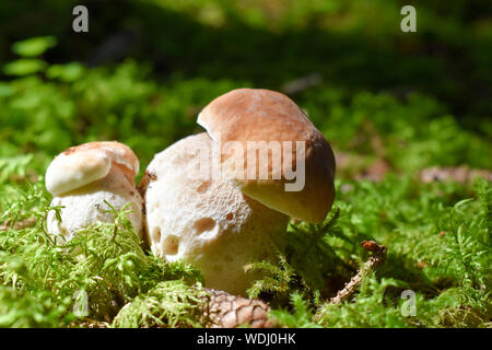 Doppio fungo cep crescere in legno. Foto Stock