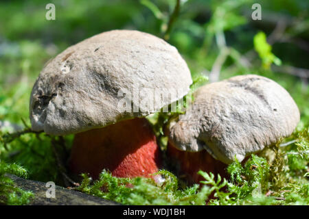 Satana o bolete del diavolo (bolete Rubroboletus satanas). Foto Stock