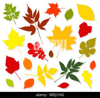 Colorato Foglie di autunno impostato su sfondo bianco. Illustrazione Vettoriale Illustrazione Vettoriale