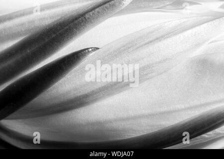 Bianco e nero dettaglio astratta di una notte in fiore fiore di cactus. Curve e linee in natura macro. Foto Stock