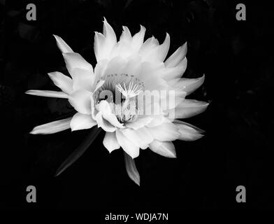 Incredibile fiore di notte blooming cereus cactus fiore che sboccia in immagini in bianco e nero. Foto Stock