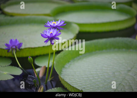 Fiori blu ed enormi foglie di rara ninfee Foto Stock