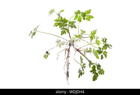 Tutto Herb Robert Plant con radici isolato su sfondo bianco Foto Stock