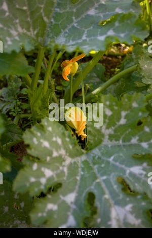 Guardando verso il basso in corrispondenza di una pianta di zucchine Foto Stock