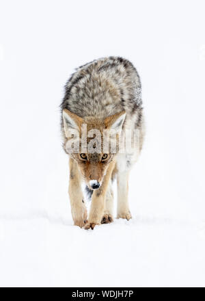 Caccia al coyote (Canis latrans) all'interno della Haden Valley, del parco nazionale di Yellowstone, Stati Uniti, Nord America Foto Stock