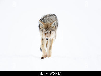 Caccia al coyote (Canis latrans) all'interno della Haden Valley, del parco nazionale di Yellowstone, Stati Uniti, Nord America Foto Stock