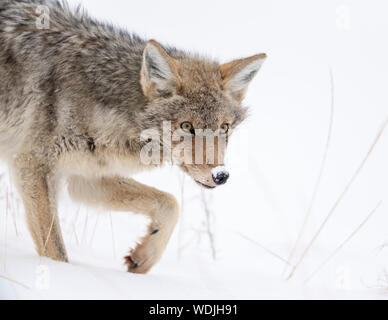 Caccia al coyote (Canis latrans) all'interno della Haden Valley, del parco nazionale di Yellowstone, Stati Uniti, Nord America Foto Stock