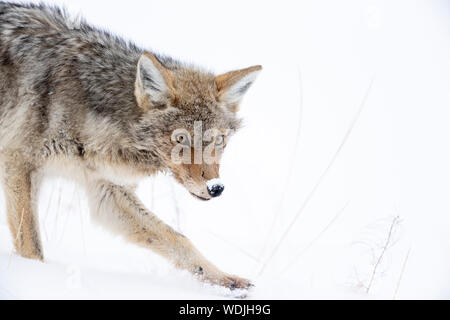 Caccia al coyote (Canis latrans) all'interno della Haden Valley, del parco nazionale di Yellowstone, Stati Uniti, Nord America Foto Stock