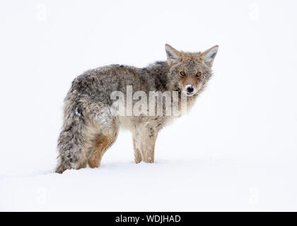 Caccia al coyote (Canis latrans) all'interno della Haden Valley, del parco nazionale di Yellowstone, Stati Uniti, Nord America Foto Stock