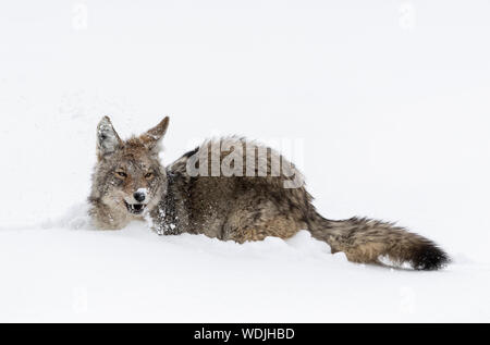 Caccia al coyote (Canis latrans) all'interno della Haden Valley, del parco nazionale di Yellowstone, Stati Uniti, Nord America Foto Stock