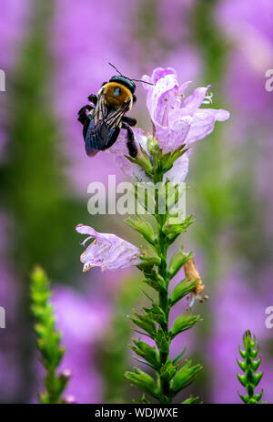 In alto a sinistra Foto Stock