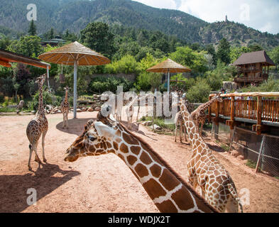 Le giraffe allo Cheyenne Mountain Zoo in Colorado Springs, Colorado. Lo zoo di giraffe programma di allevamento è il più prolifico nel mondo. Vi è anche una Web cam (online la visualizzazione della telecamera) per giraffe la visualizzazione da parte di quelli nel parco e la consultazione del parco sito Web Foto Stock