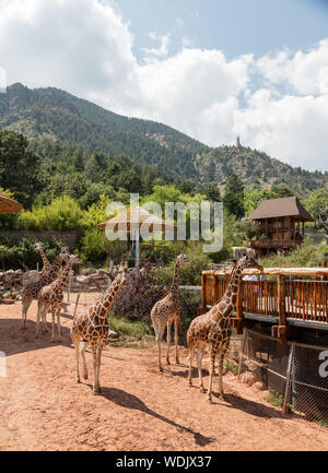 Le giraffe allo Cheyenne Mountain Zoo in Colorado Springs, Colorado. Lo zoo di giraffe programma di allevamento è il più prolifico nel mondo. Vi è anche una Web cam (online la visualizzazione della telecamera) per giraffe la visualizzazione da parte di quelli nel parco e la consultazione del parco sito Web Foto Stock