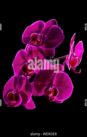 Perilla orchidea viola su sfondo scuro Foto Stock