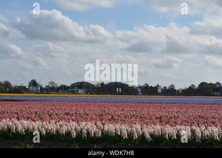 I tulipani giardino Keukenhof, Paesi Bassi Foto Stock