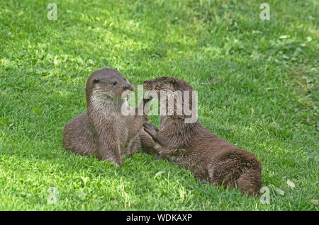 Lontra europea di Lutra lutra captive Foto Stock