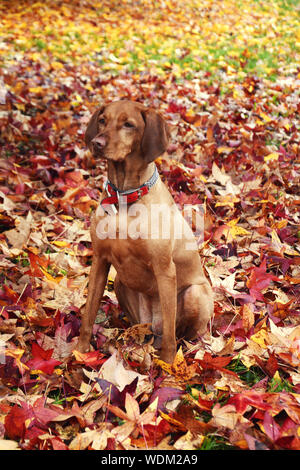 Cane in riproduzione in foglie di autunno Foto Stock