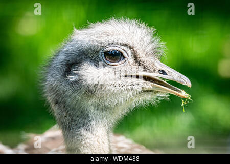 Edinburgh, Regno Unito. Il 27 agosto 2019. Darwin (Rhea Rhea pennata) o minore Rhea presso lo Zoo di Edimburgo, Scozia. Foto Stock